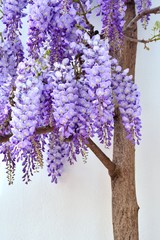 Wisteria sinensis, visteria china o glicina en flor