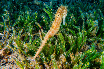 Sea ​​horse in the Red Sea Colorful and beautiful, Eilat Israel