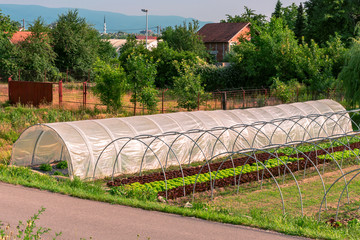 Greenhouse, greenery in the garden, kailyard