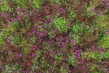 Obraz premium Little white and pink flowers, top view. Abstract summer background