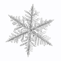 Snowflake isolated on white background. Vector illustration based on macro photo of real snow crystal: complex stellar dendrite with fine hexagonal symmetry, ornate shape and six thin, elegant arms.