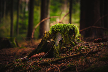 Baumstumpf im Wald