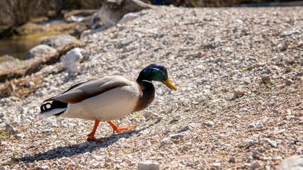 Enten am Hintersee (03/2019 - 2)