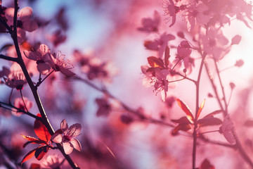 Wild cherry tree blossom in spring morning
