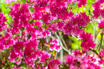 Obraz premium View of beautiful full bloom colorful Indian Azaleas ( Rhododendron simsii ) flowers lighted up at night at Ashikaga Flower Park, Tochigi prefecture, famous travel destination in Japan