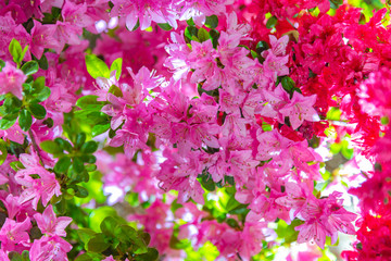 View of beautiful full bloom colorful Indian Azaleas ( Rhododendron simsii ) flowers lighted up at night at Ashikaga Flower Park, Tochigi prefecture, famous travel destination in Japan