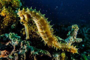 Sea ​​horse in the Red Sea Colorful and beautiful, Eilat Israel