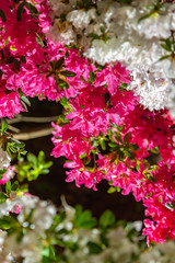 View of beautiful full bloom colorful Indian Azaleas ( Rhododendron simsii ) flowers lighted up at night at Ashikaga Flower Park, Tochigi prefecture, famous travel destination in Japan