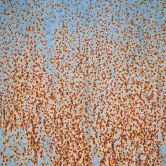 Old painted texture of rusty metal wall