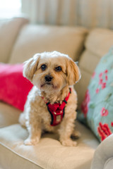 Small dog sitting on a couch