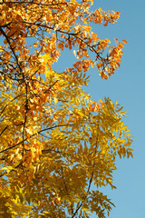 Yellow and red autumn leaves against a blue sky