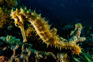 Sea ​​horse in the Red Sea Colorful and beautiful, Eilat Israel