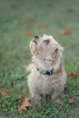 A small dog outdoors