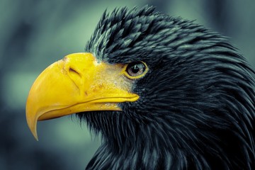 portrait of an eagle