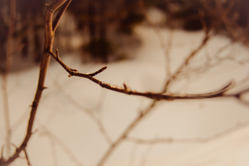 A branch of a tree when the snow melts
