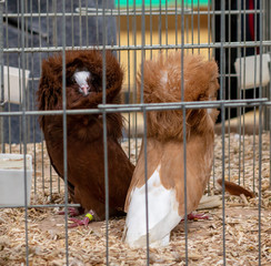 various beautiful pigeons in a cage for sale