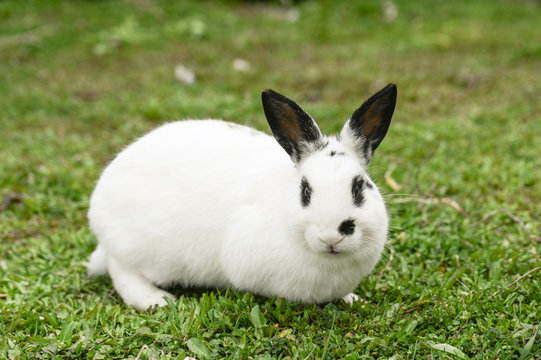 Spring Farm Rabbit