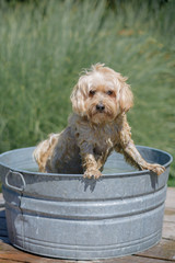 Dog in a large bucket getting a bath