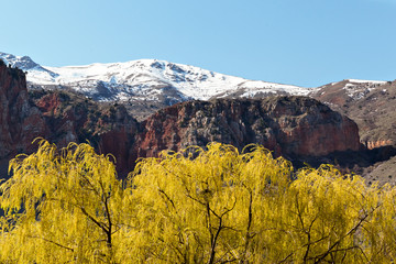 Obraz premium Flowering yellow Forsythia bushes in the mountains of Armenia