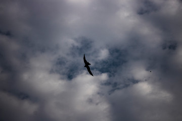 Bird flying in the sky