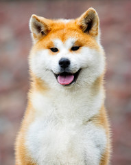 Japanese Akita Inu dog for a walk