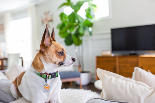 Terrier Mix Dog