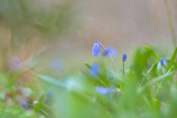 Blaue Blumen in der Frühlingswiese - Blaustern
