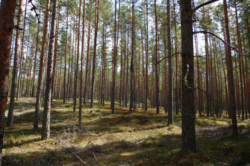 forêt, Estonie