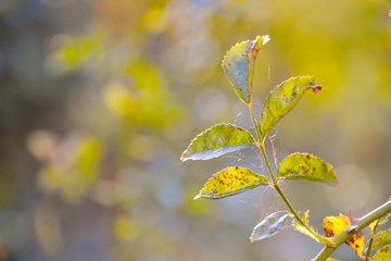 Herbstliches Rosenblatt