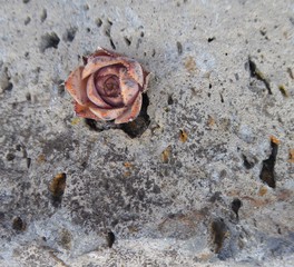 Sukkulenten, Sukkulente, succulent
