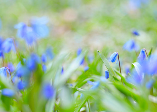 Blaue Blumen in der Frühlingswiese - Blaustern
