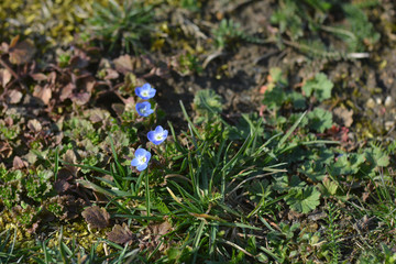 Ehrenpreis - blaue kleine Blüten im Frühling in der Wiese