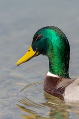male mallard duck