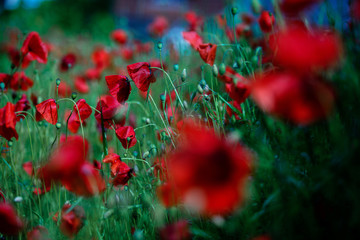 Red Corn Poppy Flowers
