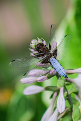 Ważka siedząca na roślinie