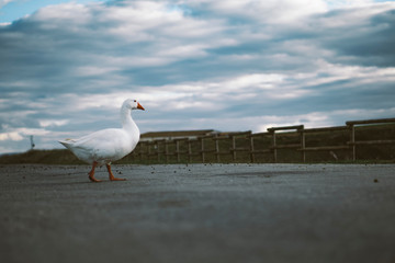Gansos cruzando la carretera
