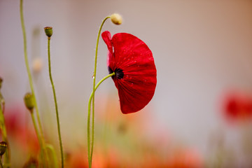 Obraz premium Red Corn Poppy Flowers