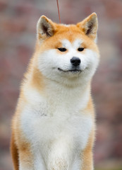 Japanese Akita Inu dog for a walk