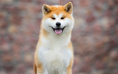 Japanese Akita Inu dog for a walk