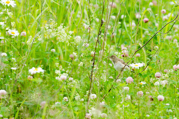 A small field bird sits on grass stems in summer.