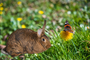 Beautiful butterfly on the yellow dandelion on sunny day © stsvirkun