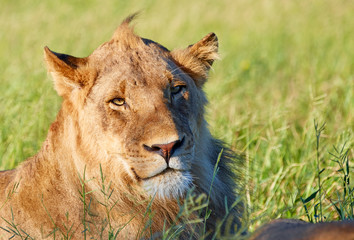 Portrait of young male lion