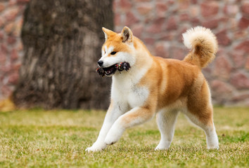 active japanese akita inu dog runs for a walk