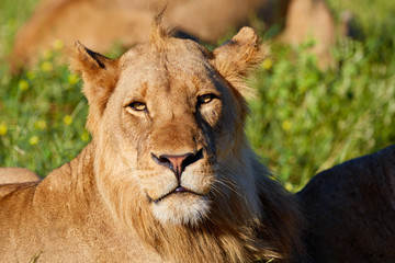 Fototapeta na wymiar Portrait of young male lion