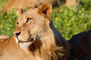 Portrait of young male lion