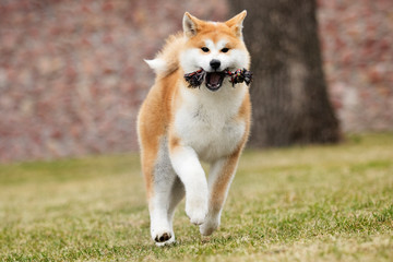 active dog runs for a walk