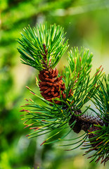 Blanch of Pine tree with the Pine Cone in Hallormsstadaskogur National forest in Eastern Iceland.