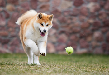Naklejka na ściany i meble active japanese akita inu dog runs for a walk