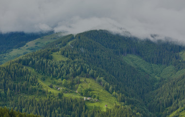 Fototapeta premium forested rolling hill on a cloudy day. lovely nature scenery of mountainous countryside.