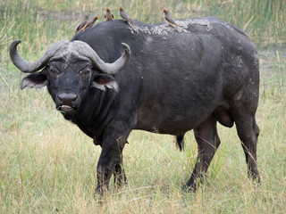 Cape buffalo